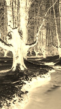 Sepia + Negatyw