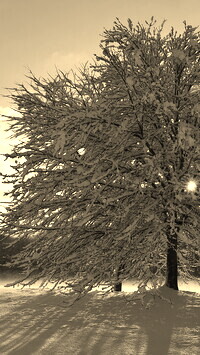 Szary + Sepia