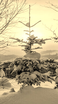Sepia