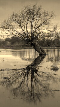 Szary + Sepia