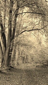 Szary + Sepia