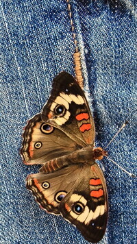 Oryginalny obrazek