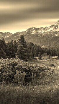Szary + Sepia