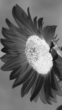 Szary + Negatyw