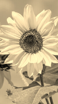 Szary + Sepia