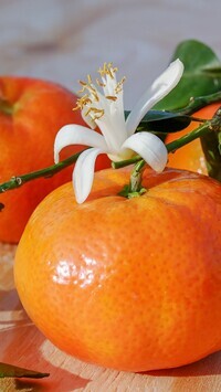 Oryginalny obrazek