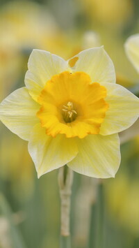 Oryginalny obrazek