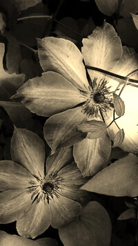 Szary + Sepia