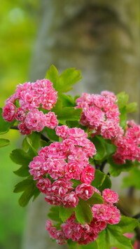 Oryginalny obrazek