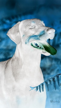 Negatyw