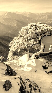 Szary + Sepia