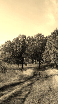 Szary + Sepia