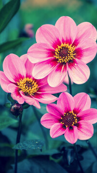 Oryginalny obrazek