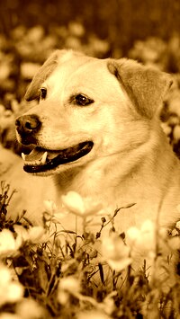Sepia