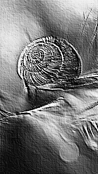 Skamielina