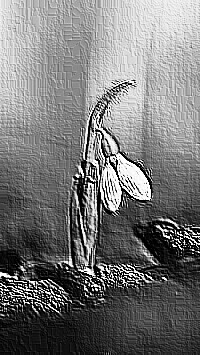 Skamielina