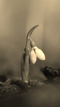 Szary + Sepia
