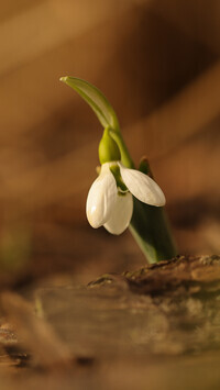 Oryginalny obrazek