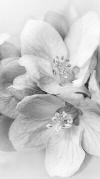 Szary