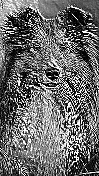 Skamielina