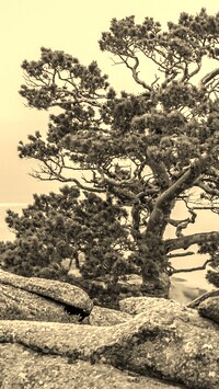 Szary + Sepia