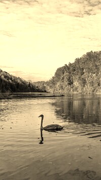 Szary + Sepia