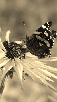 Sepia