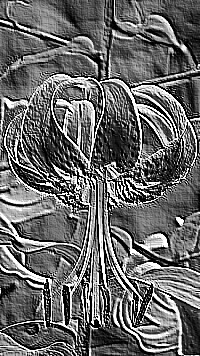 Skamielina