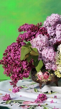 Oryginalny obrazek