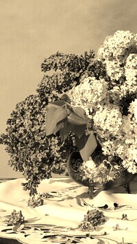 Szary + Sepia