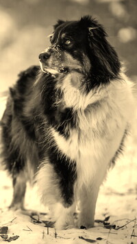 Szary + Sepia