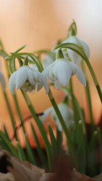 Oryginalny obrazek