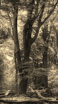 Szary + Sepia