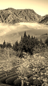 Szary + Sepia