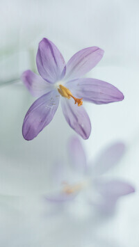 Oryginalny obrazek