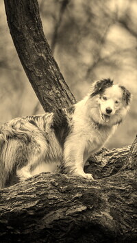 Szary + Sepia