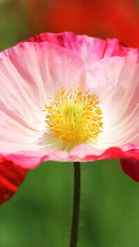 Oryginalny obrazek