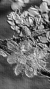 Skamielina