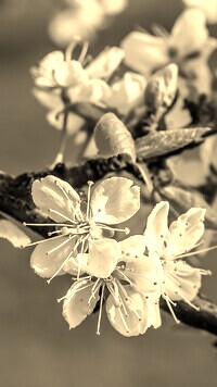 Szary + Sepia