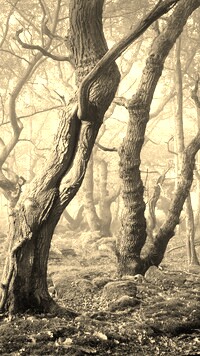 Sepia