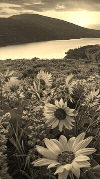 Szary + Sepia