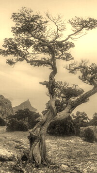 Szary + Sepia