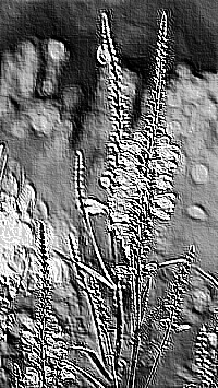 Skamielina