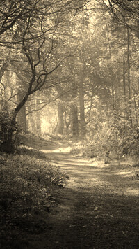 Szary + Sepia