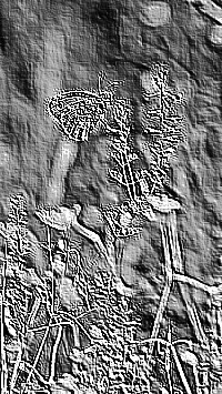 Skamielina