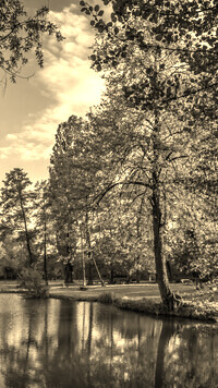 Szary + Sepia