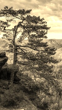 Szary + Sepia