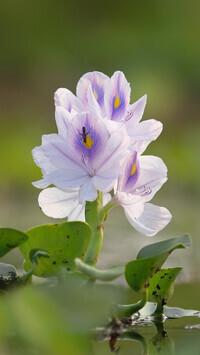 Oryginalny obrazek