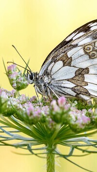Oryginalny obrazek