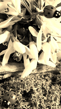 Szary + Sepia